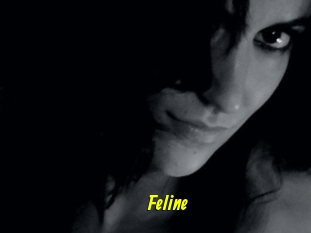 Feline