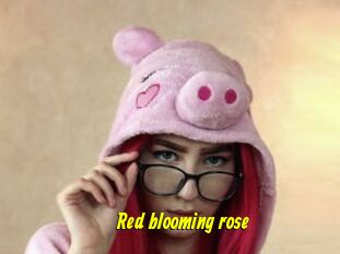 Red_blooming_rose
