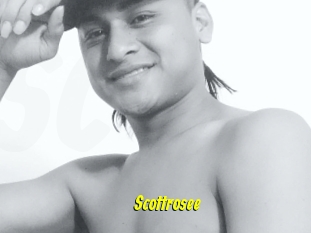 Scottrosee