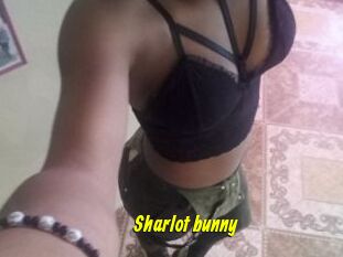 Sharlot_bunny